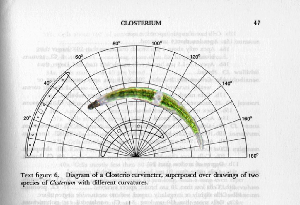 Tutti i miei Closterium